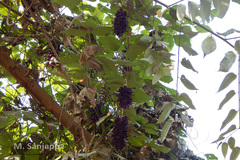 Mucuna pruriens var. pruriens
